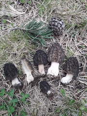Morchella deliciosa