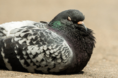 Columba livia domestica