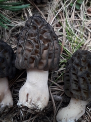 Morchella deliciosa