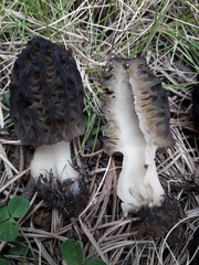 Morchella deliciosa
