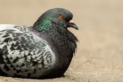Columba livia domestica