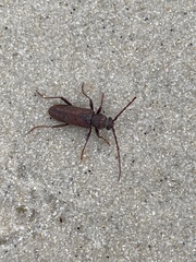 Brothylus gemmulatus