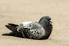 Columba livia domestica