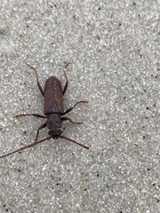 Brothylus gemmulatus