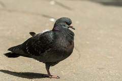 Columba livia domestica