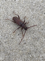 Brothylus gemmulatus