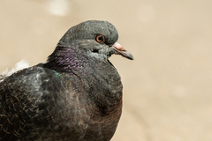 Columba livia domestica