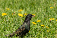 Sturnus vulgaris
