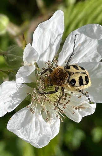French Flower Chafer, Zwanenveld, Nimwegen, Gelderland, NL, photo 5 of 10