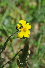 Cryptocephalus hypochaeridis