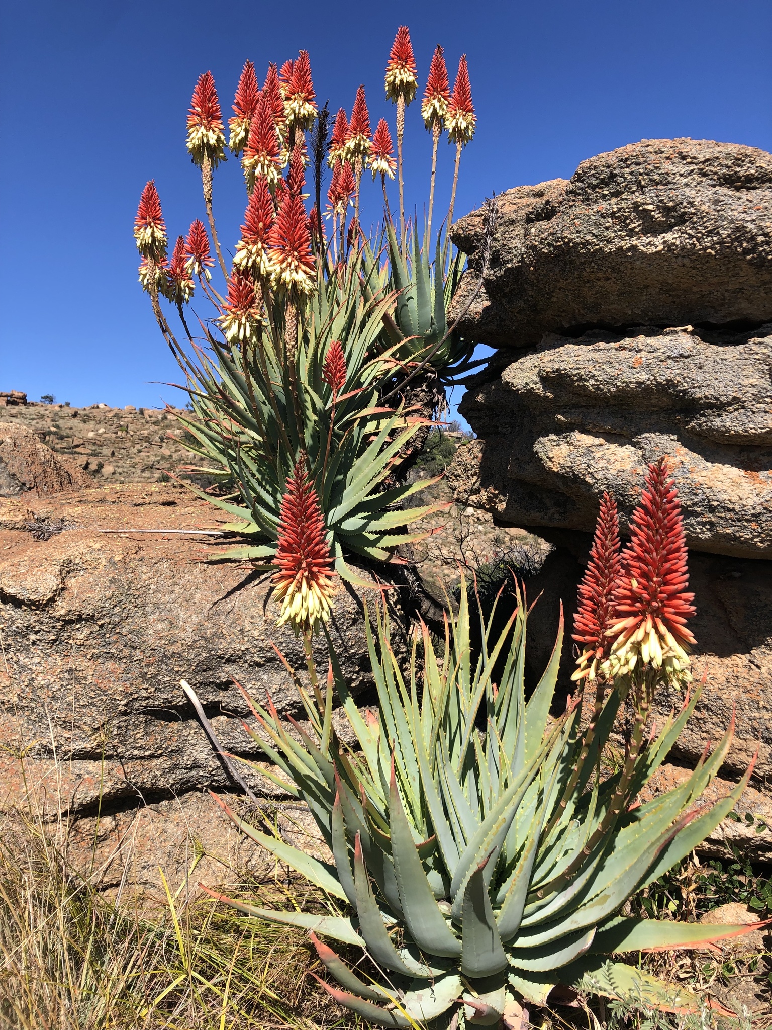 Aloe mutabilis