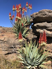 Aloe mutabilis - Photo (c) Tam, alguns direitos reservados (CC BY-SA), uploaded by Tam