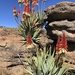 Aloe mutabilis - Photo 由 Tam 所上傳的 (c) Tam，保留部份權利CC BY-SA