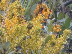 Gaiadendron punctatum