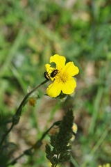 Cryptocephalus hypochaeridis