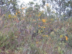 Gaiadendron punctatum