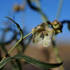 Mirabilis linearis linearis