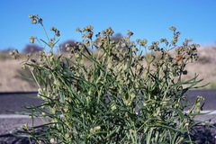 Mirabilis linearis linearis