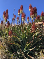 Aloe mutabilis