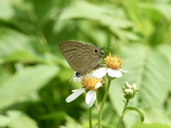 Deudorix epijarbas