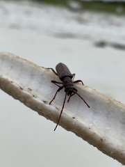 Brothylus gemmulatus