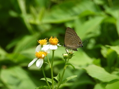 Deudorix epijarbas