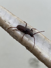 Brothylus gemmulatus