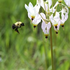 Bombus bimaculatus
