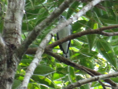 Pachyramphus marginatus