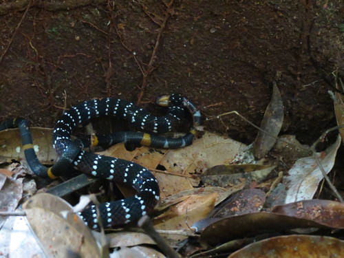 White-banded Coralsnake
