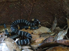 Micrurus albicinctus