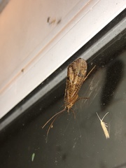 Ptilostomis ocellifera