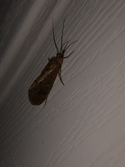 Ptilostomis ocellifera