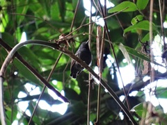 Myrmotherula minor
