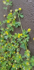 Trifolium campestre