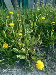 Taraxacum officinale