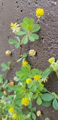 Trifolium campestre