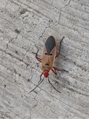 Dysdercus bimaculatus