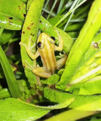 Afrixalus fulvovittatus