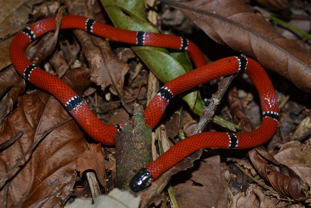 Black-Headed Coral Snake