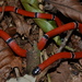 Black-headed Coralsnake - Photo (c) Gabriel Salles Masseli, some rights reserved (CC BY-NC), uploaded by Gabriel Salles Masseli