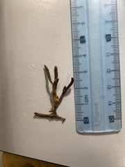 Cladostephus spongiosus