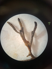 Cladostephus spongiosus