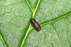 Orthotomicus laricis