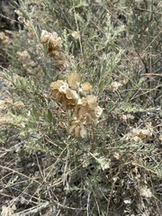 Atriplex canescens canescens