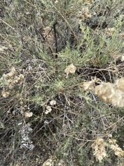 Atriplex canescens canescens