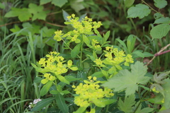Euphorbia austriaca