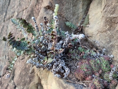 Sempervivum pittonii