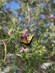 Papilio multicaudata