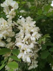 Robinia pseudoacacia